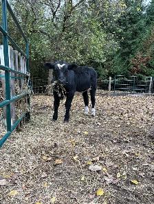 bull calf - Photo 4
