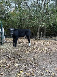 bull calf - Photo 5