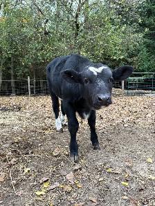 bull calf - Photo 6