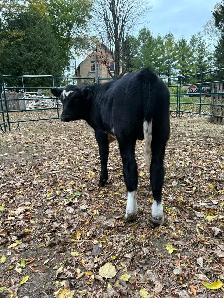 bull calf - Photo 7