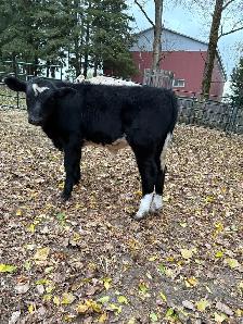 bull calf - Photo 8