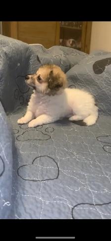 Maltipoo Puppy