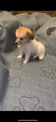 Maltipoo Puppy - Photo 2