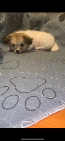 Maltipoo Puppy - Photo 3