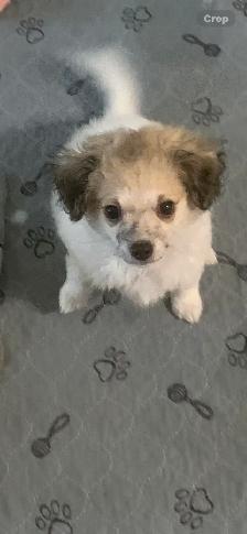 Maltipoo Puppy - Photo 4