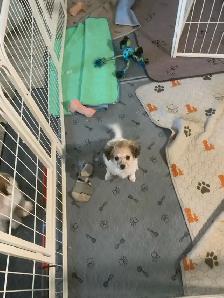 Maltipoo Puppy - Photo 5