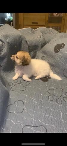 Maltipoo Puppy - Photo 6