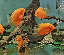 red spot severums 5.5'-6.5' - Photo 4