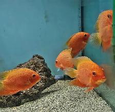 red spot severums 5.5'-6.5' - Photo 5