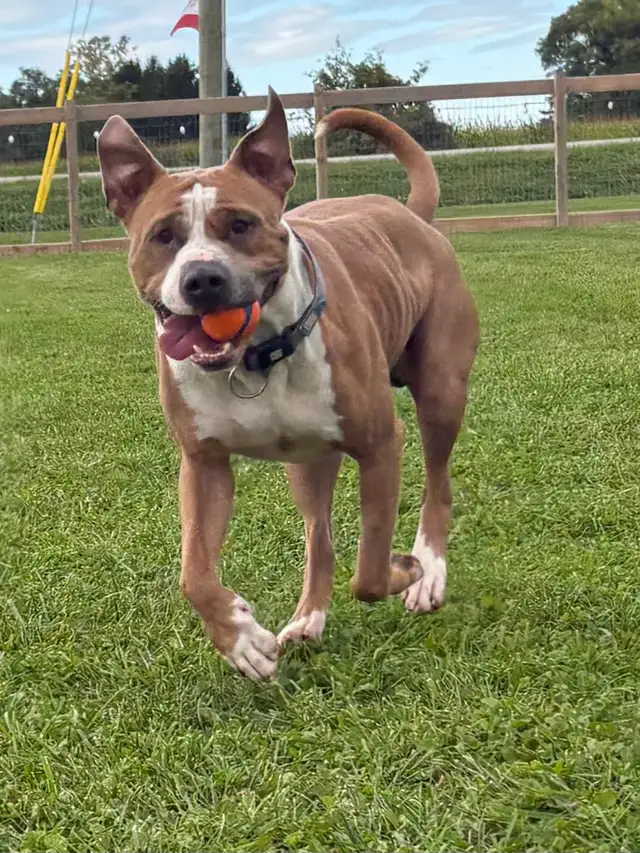 American Bulldog Mix