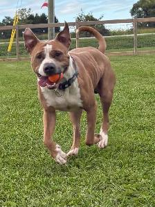 American Bulldog Mix