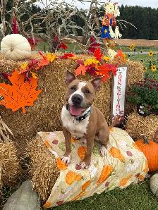 American Bulldog Mix - Photo 2