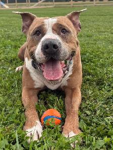 American Bulldog Mix - Photo 3