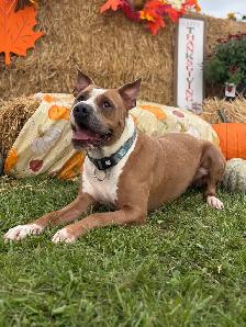American Bulldog Mix - Photo 4