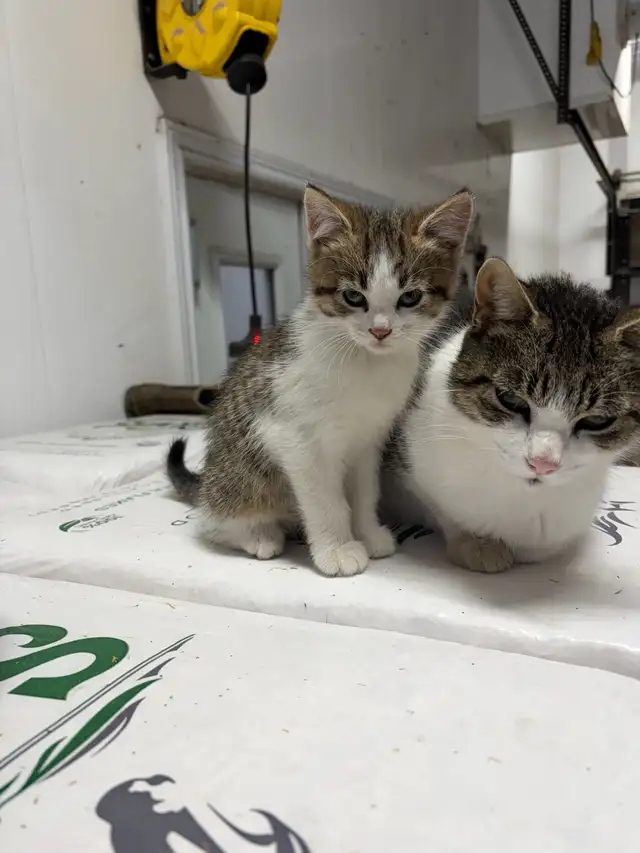 kittens needing new home