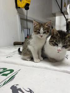 kittens needing new home