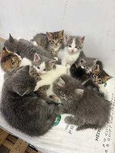 kittens needing new home - Photo 2