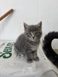 kittens needing new home - Photo 3