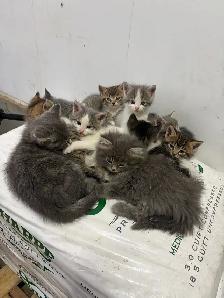 kittens needing new home - Photo 4