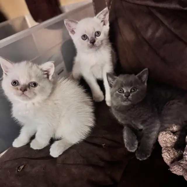 Scottish fold Siamese. Two together $800