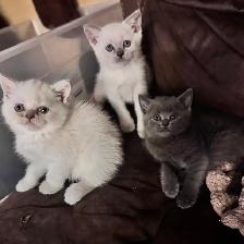 Scottish fold Siamese. Two together $800