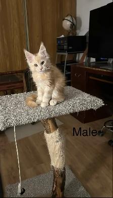 Maine Coon Kittens - Photo 2