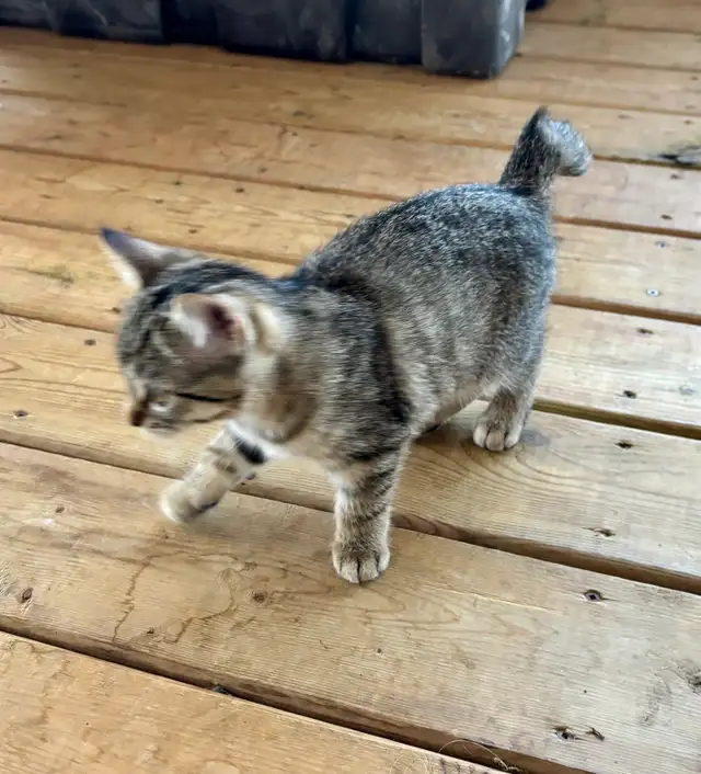 Manx female kitten