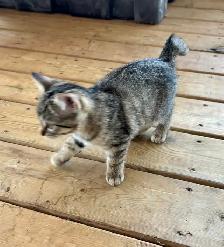 Manx female kitten