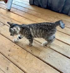 Manx female kitten - Photo 2