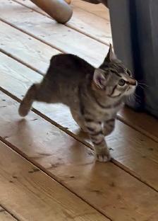 Manx female kitten - Photo 3