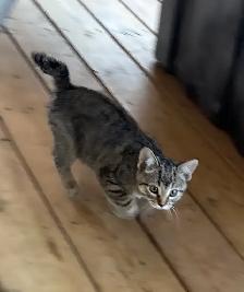 Manx female kitten - Photo 4