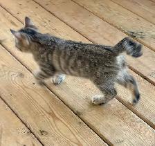 Manx female kitten - Photo 5