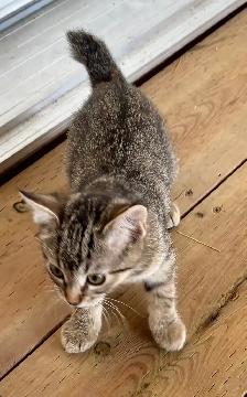 Manx female kitten - Photo 6