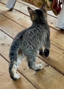 Manx female kitten - Photo 7