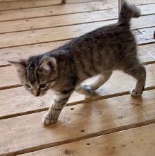 Manx female kitten - Photo 8
