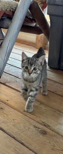 Manx female kitten - Photo 9