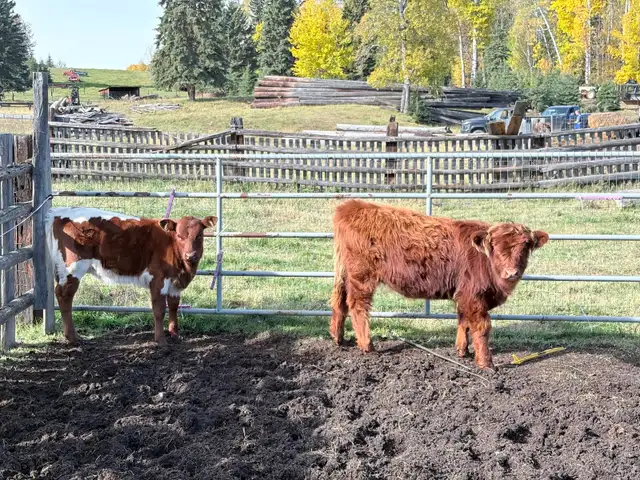 Highland heifer for sale