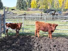 Highland heifer for sale
