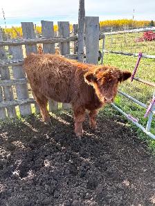Highland heifer for sale - Photo 2