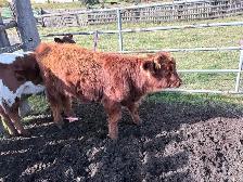 Highland heifer for sale - Photo 3
