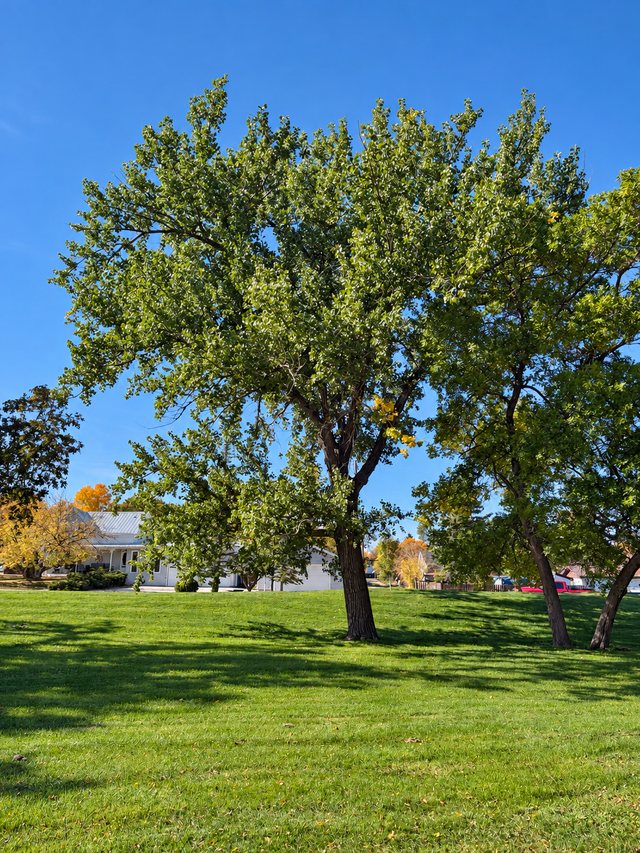 Hardy Prairie Trees & Shelterbelts – Fall 2026 / Spring 2027 – F