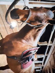 Horses available for Co-boarding - Photo 2