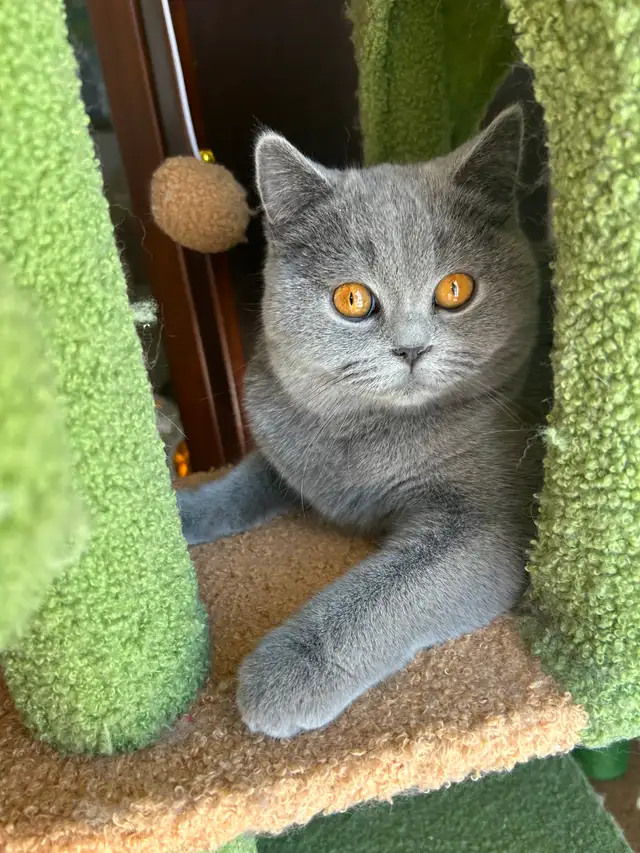 Scottish Straight  shorthair,longhair kittens CCA/AFC registered