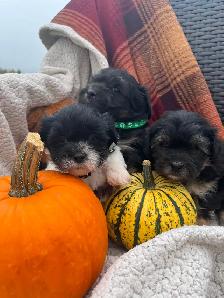 Beautiful calm shihtzu/bichon /poodle puppies! ❤️