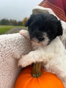 Beautiful calm shihtzu/bichon /poodle puppies! ❤️ - Photo 2