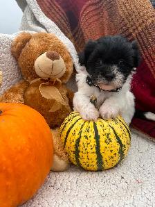 Beautiful calm shihtzu/bichon /poodle puppies! ❤️ - Photo 3
