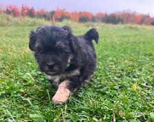 Beautiful calm shihtzu/bichon /poodle puppies! ❤️ - Photo 4