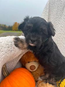 Beautiful calm shihtzu/bichon /poodle puppies! ❤️ - Photo 5