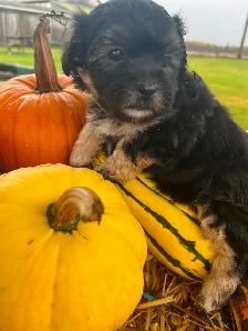 Beautiful calm shihtzu/bichon /poodle puppies! ❤️ - Photo 6