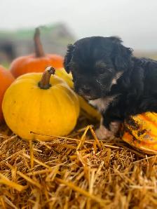 Beautiful calm shihtzu/bichon /poodle puppies! ❤️ - Photo 7